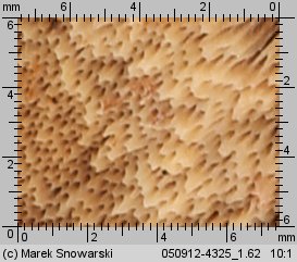 Ischnoderma benzoinum (smolucha świerkowa)