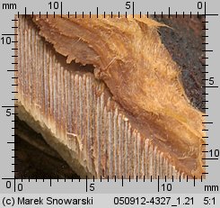 Ischnoderma benzoinum (smolucha świerkowa)