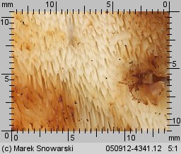 Unidentified-Polyporoid-etc (niezidentyfikowane)