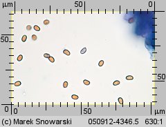 Psathyrella maculata (kruchaweczka plamista)