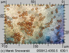 Psathyrella maculata (kruchaweczka plamista)