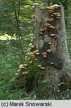 Spongipellis ambiens (gąbkowiec północny)