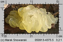 Tremella mesenterica (trzęsak pomarańczowożółty)