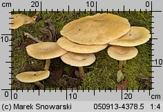 Tricholomopsis decora (rycerzyk oliwkowożółty)