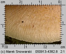 Tricholomopsis decora (rycerzyk oliwkowożółty)