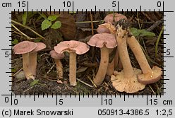 Unidentified-Lactarius