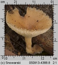 Lentinus arcularius (żagiew włosistobrzega)