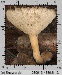 Lentinus arcularius (żagiew włosistobrzega)