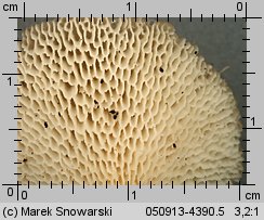 Lentinus arcularius (żagiew włosistobrzega)