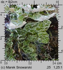 Lobaria pulmonaria (granicznik płucnik)