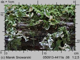 Lobaria pulmonaria (granicznik płucnik)