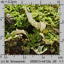 Lobaria pulmonaria (granicznik płucnik)