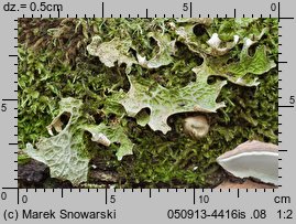 Lobaria pulmonaria (granicznik płucnik)