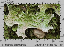 Lobaria pulmonaria (granicznik płucnik)