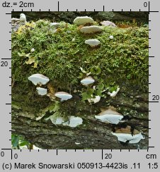 Lobaria pulmonaria (granicznik płucnik)