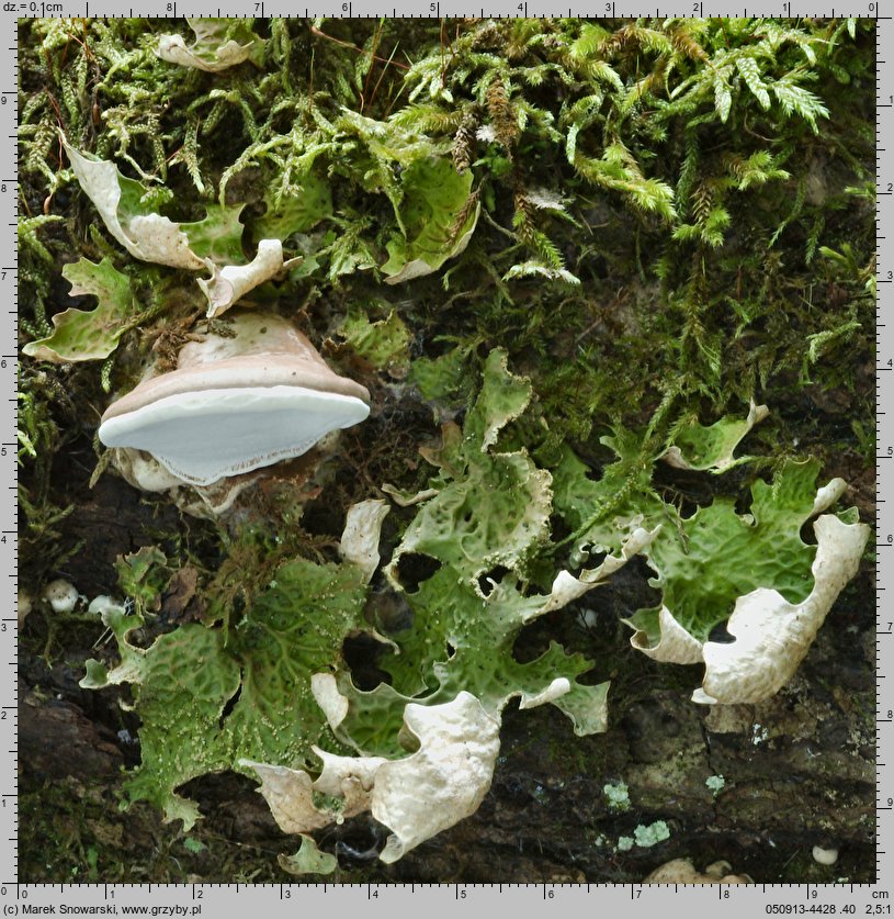 Lobaria pulmonaria (granicznik płucnik)