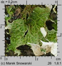 Lobaria pulmonaria (granicznik płucnik)