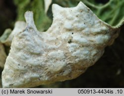 Lobaria pulmonaria (granicznik płucnik)