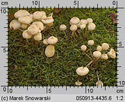 Mycena laevigata (grzybówka gładka)