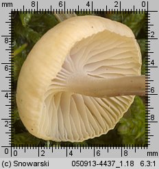 Mycena laevigata (grzybówka gładka)