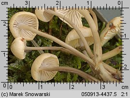 Mycena laevigata (grzybówka gładka)