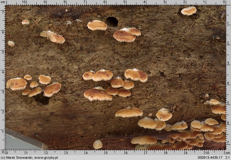 Crepidotus cesatii (ciżmówka ciemnoblaszkowa)