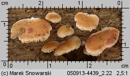 Crepidotus cesatii (ciżmówka ciemnoblaszkowa)