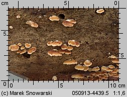 Crepidotus cesatii (ciżmówka ciemnoblaszkowa)