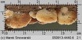 Crepidotus cesatii (ciżmówka ciemnoblaszkowa)