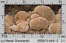 Crepidotus cesatii (ciżmówka ciemnoblaszkowa)