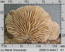 Crepidotus cesatii (ciżmówka ciemnoblaszkowa)