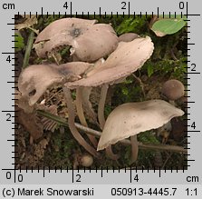 Marasmius wynneae (twardzioszek białawoliliowy)