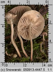 Marasmius wynneae (twardzioszek białawoliliowy)