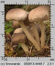 Marasmius wynneae (twardzioszek białawoliliowy)