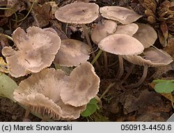 Marasmius wynneae (twardzioszek białawoliliowy)