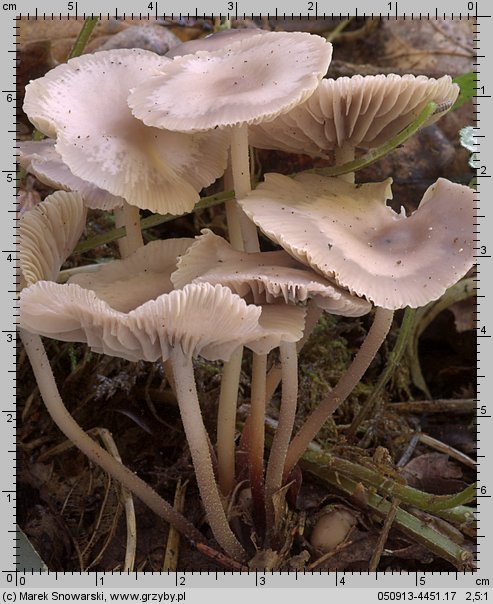 Marasmius wynneae (twardzioszek białawoliliowy)