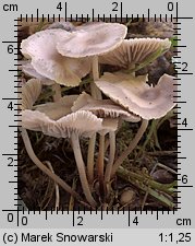 Marasmius wynneae (twardzioszek białawoliliowy)