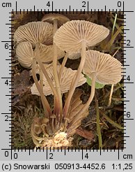 Marasmius wynneae (twardzioszek białawoliliowy)