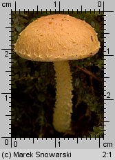 Unidentified-Cortinarius