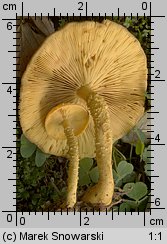 Unidentified-Cortinarius