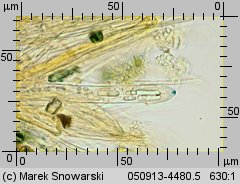 Erinella aeruginosa