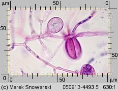 Tremella mesenterica (trzęsak pomarańczowożółty)