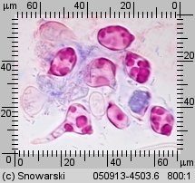 Tremella mesenterica (trzęsak pomarańczowożółty)