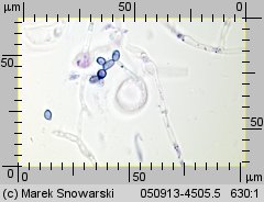 Tremella mesenterica (trzęsak pomarańczowożółty)