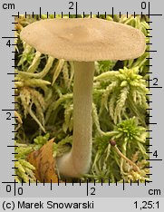 Unidentified-Entoloma