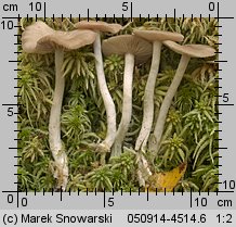 Unidentified-Entoloma