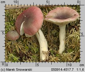 Unidentified-Russula