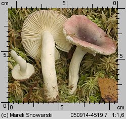 Unidentified-Russula