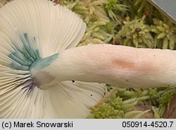 Unidentified-Russula