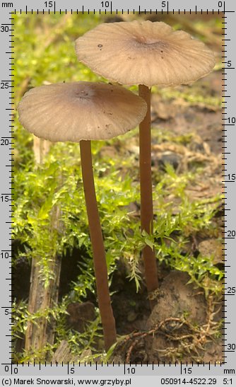 Mycena megaspora (grzybówka wielkozarodnikowa)